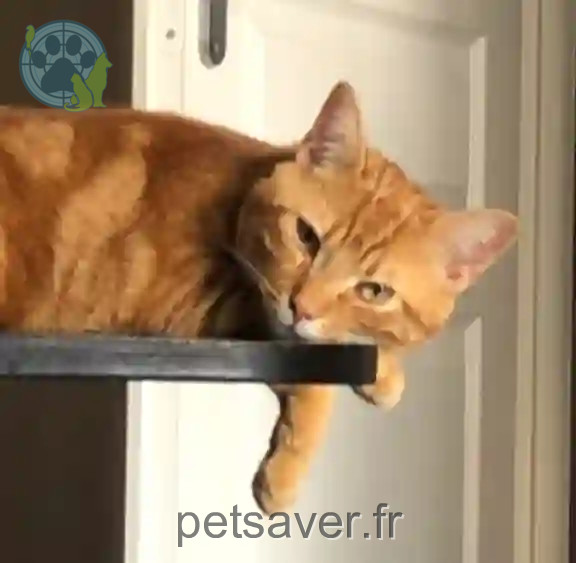 Chat Perdu 21 Côte-d'Or Dijon - Atlas Chat Perdu 21 Côte-d'Or Dijon - Atlas