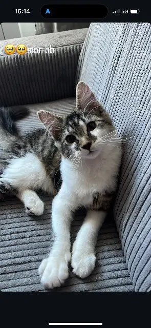 chat lost   21000 Dijon Booba