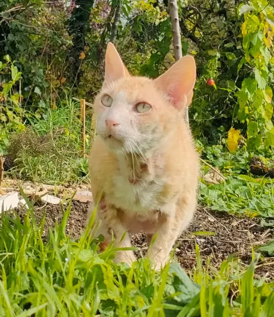 chat lost   21000 Dijon Buzzy