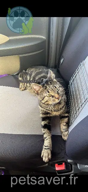 chat lost   21000 Dijon Chapo