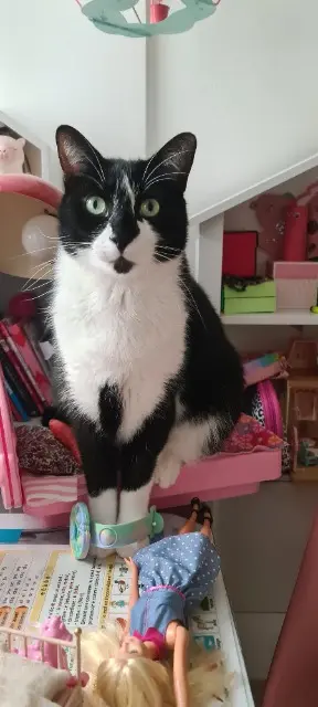 chat lost   21000 Dijon Chaussette