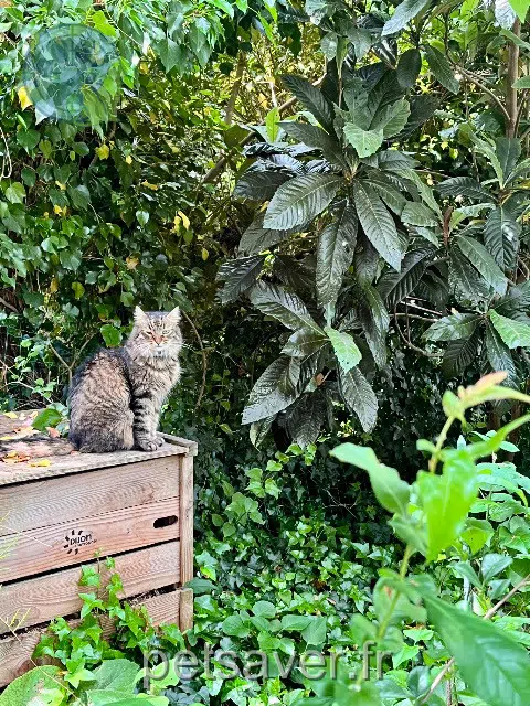 chat lost   21000 Dijon Francisco