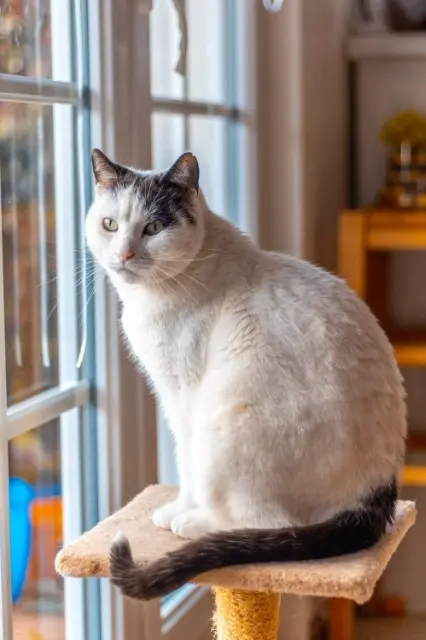 chat lost   21000 Dijon Gribouille