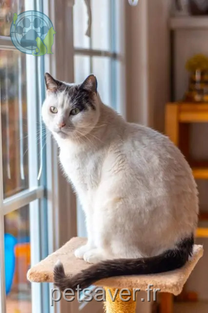 gato perdido 21000 Dijon Gribouille gato lost 21000 Dijon Gribouille
