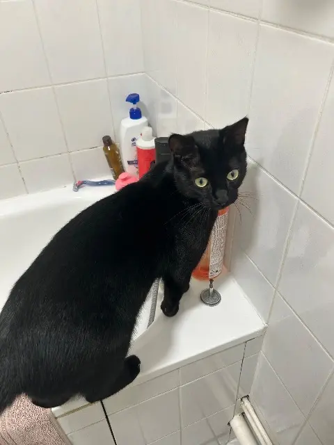 chat lost   21000 Dijon Jiji