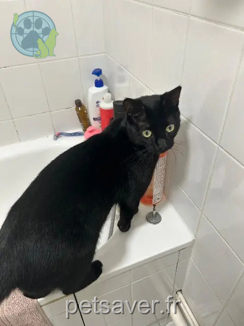 kater vermist 21000 Dijon Jiji kater lost 21000 Dijon Jiji