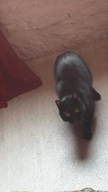chat lost   21000 Dijon Jiji