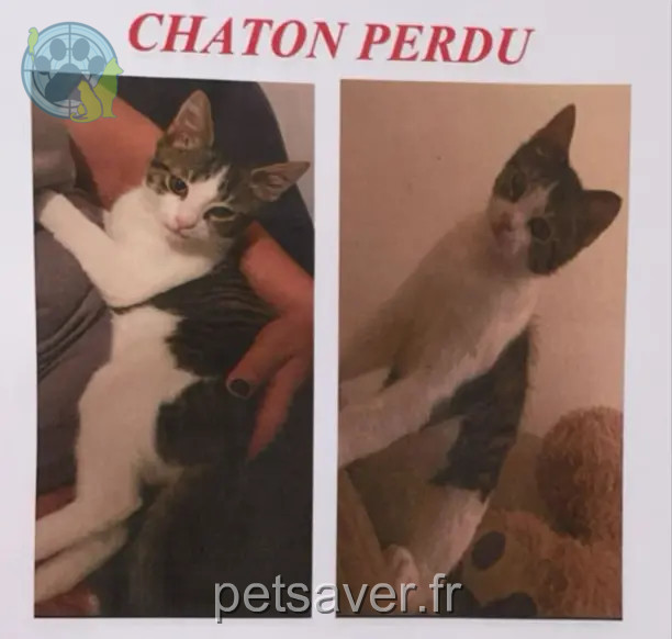 Chat Perdu 21 Côte-d'Or Dijon - Koki Chat Perdu 21 Côte-d'Or Dijon - Koki