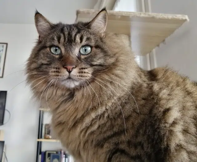 chat lost   21000 Dijon Kumo