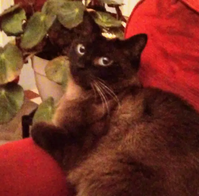 chat lost   21000 Dijon Mimi