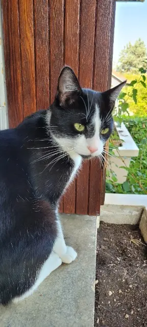chat lost   21000 Dijon Mimo