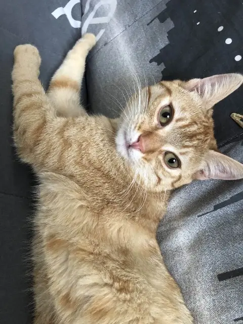 chat lost   21000 Dijon Narancia