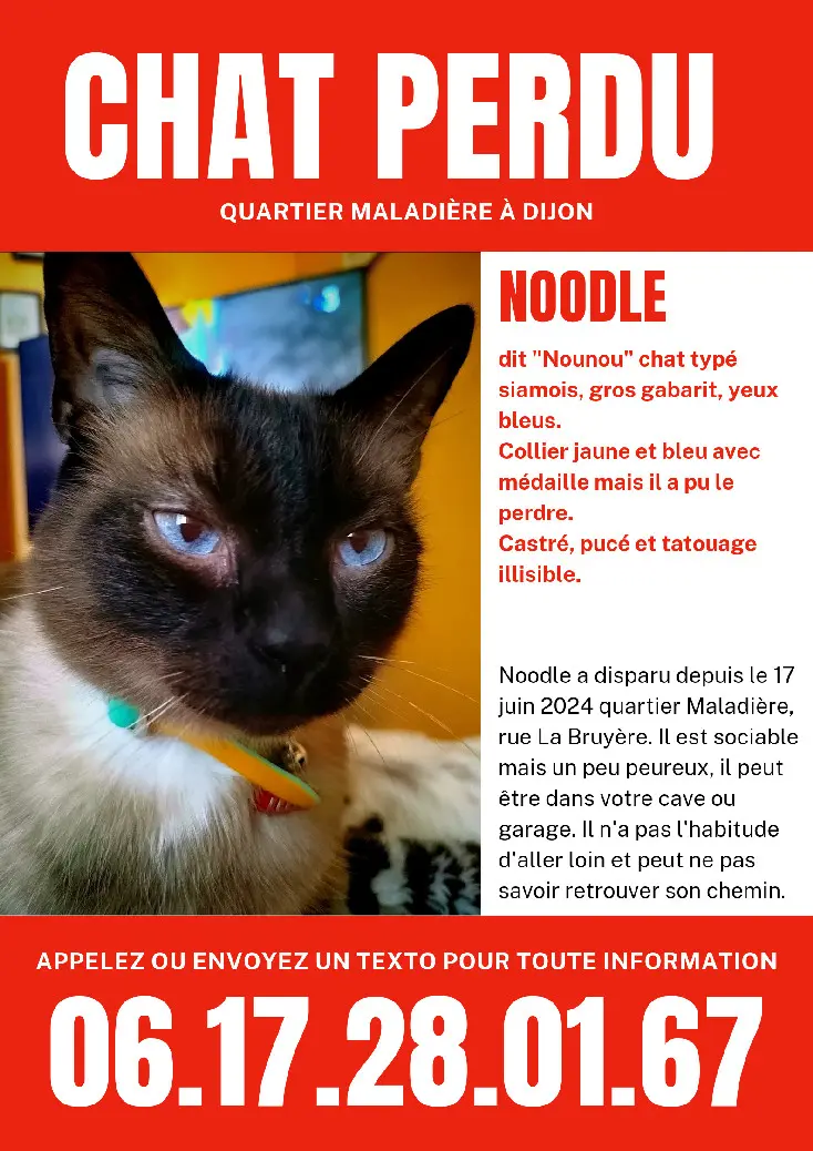 Chat Perdu 21 Côte-d'Or Dijon - Noodle Chat Perdu 21 Côte-d'Or Dijon - Noodle