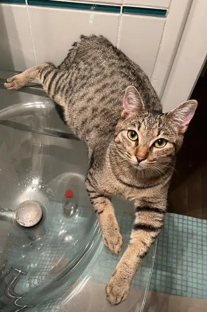 chat lost   21000 Dijon Ocelot