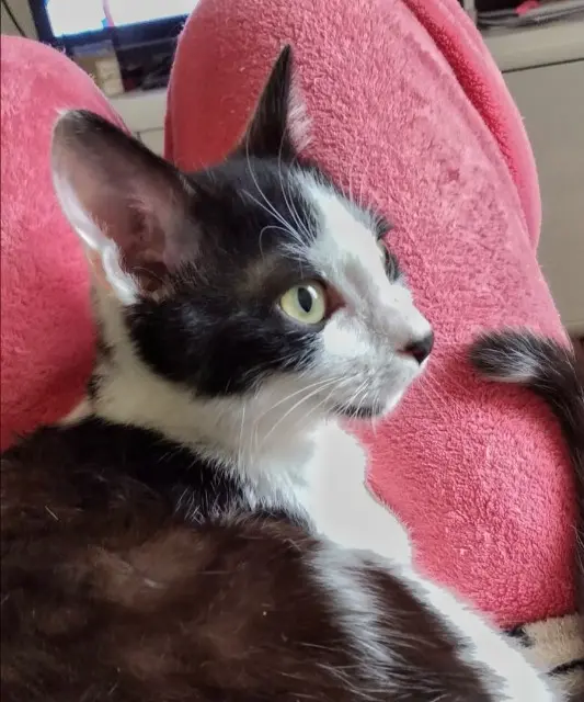 chat lost   21000 Dijon Panda