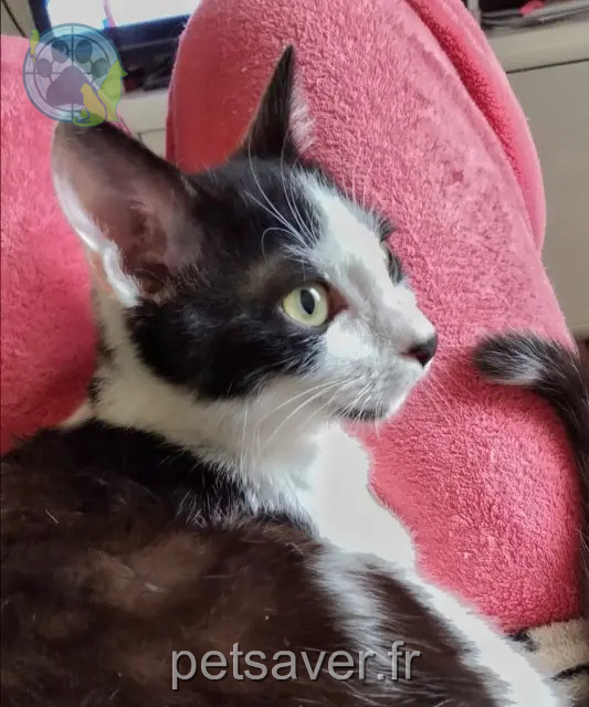 Kater vermisst 21000 Dijon Panda Kater lost 21000 Dijon Panda