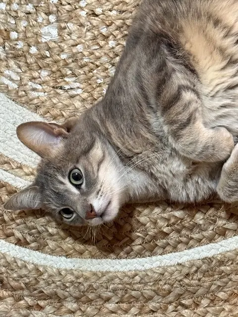 chat lost   21000 Dijon Roky