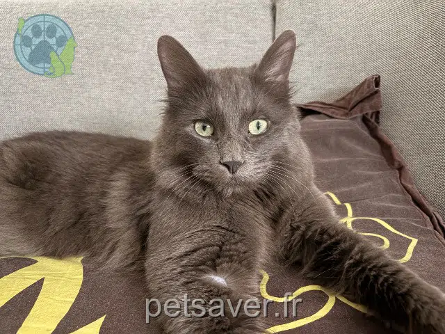 chat lost   21000 Dijon Simba