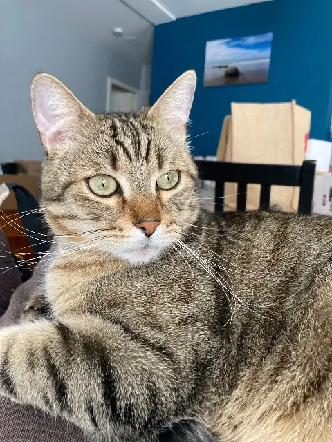 chat lost   21000 Dijon Sissi