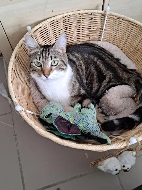 chat lost   21000 Dijon Sunshine