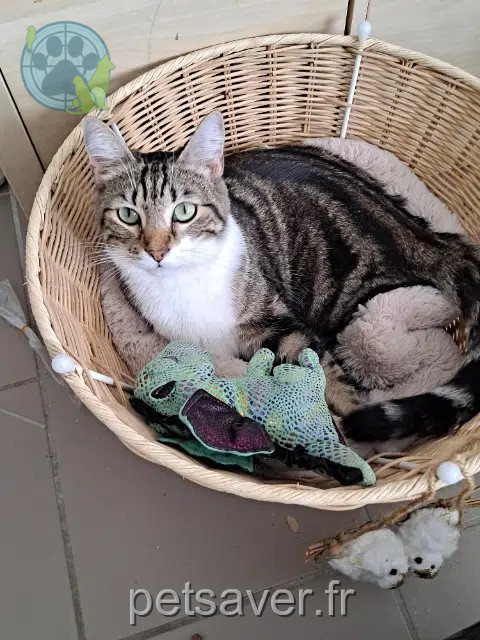 Kater vermisst 21000 Dijon Sunshine Kater lost 21000 Dijon Sunshine