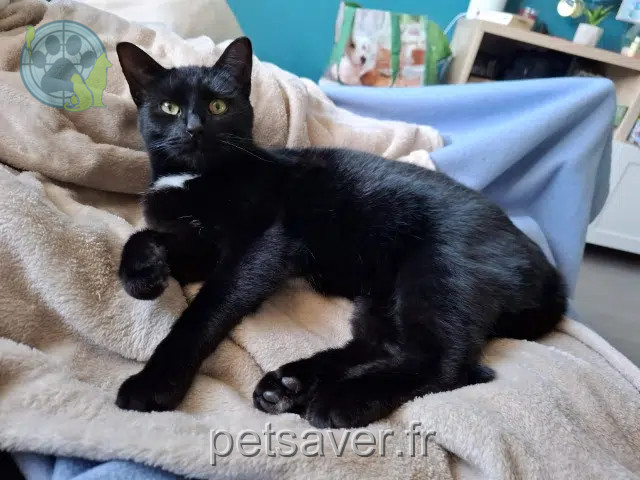 chat lost   21000 Dijon Vlati