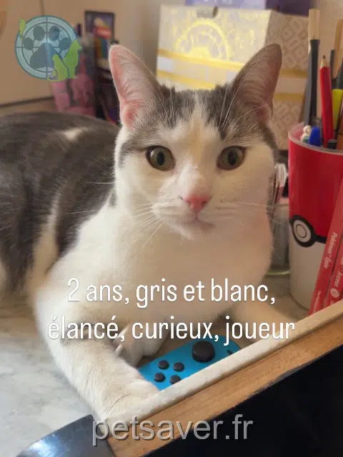chat lost   21000 Dijon Végéta