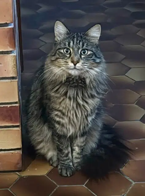 chat lost   21200 Beaune Eclipse