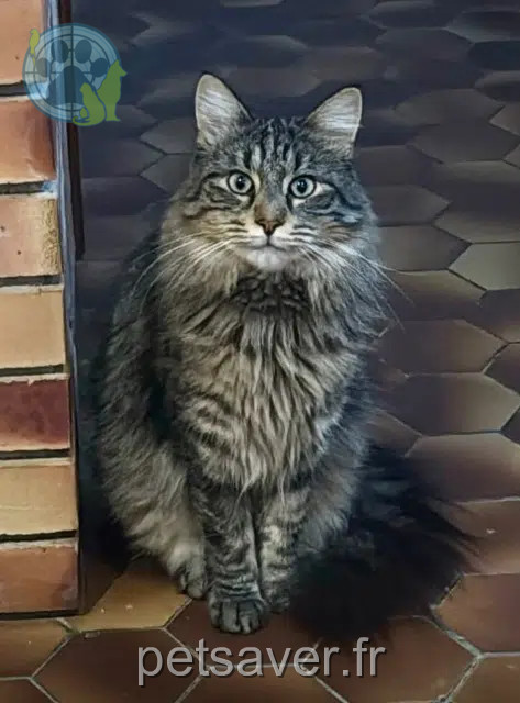 Kater vermisst 21200 Beaune Eclipse Kater lost 21200 Beaune Eclipse