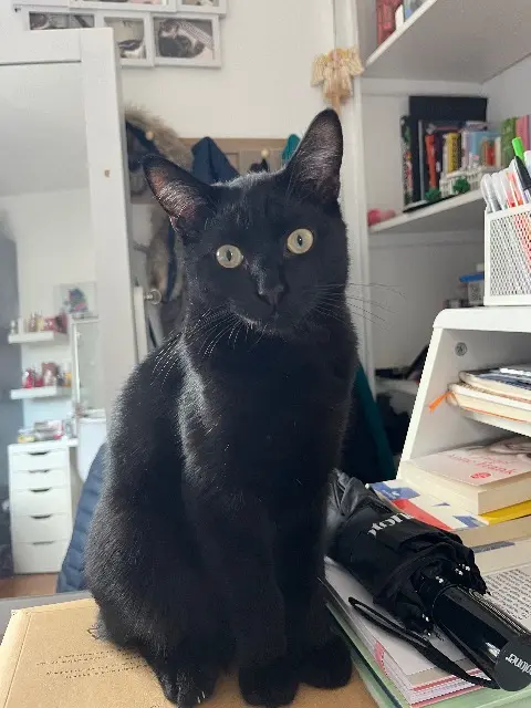 chat lost   21200 Beaune Flash