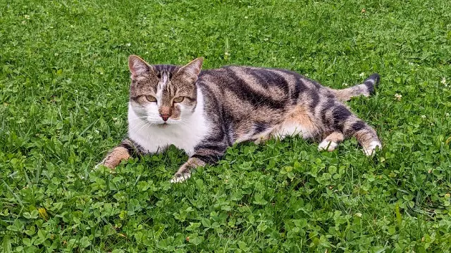 chat lost   21120 Gemeaux Frimousse