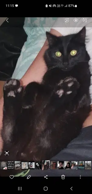 chat lost   21220 Gevrey-Chambertin Gandja