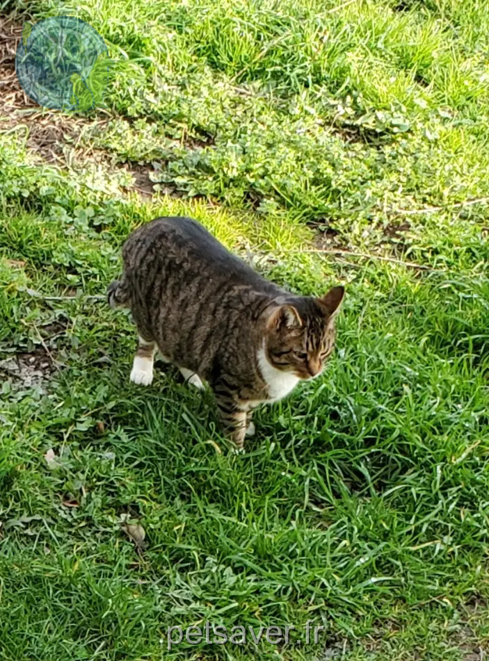 chat perdu Route de Massène 21140 Semur-en-Auxois Jeannot chat lost Route de Massène 21140 Semur-en-Auxois Jeannot