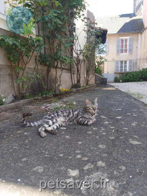 gatto lost   21230 Arnay-le-Duc Jiji