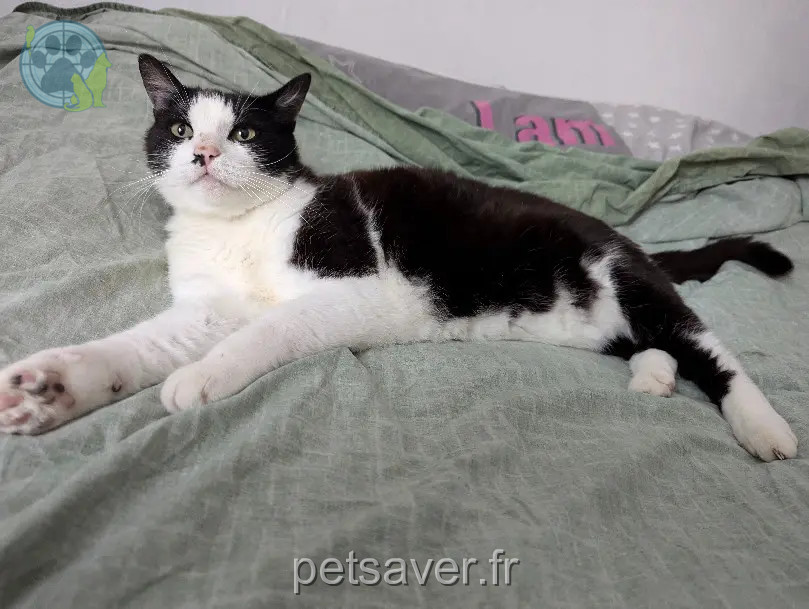 Chat Perdu 21 Côte-d'Or - Kenzo Chat Perdu 21 Côte-d'Or - Kenzo