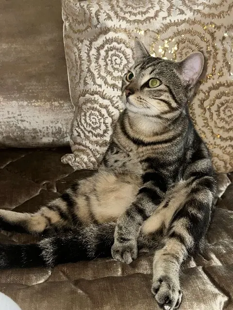kater vermist 21300 Chenôve KITTO kater lost 21300 Chenôve KITTO
