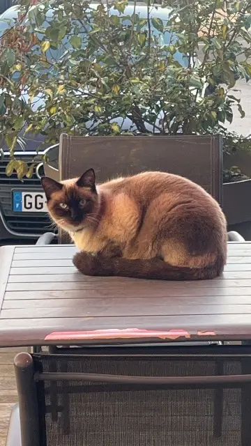 chat lost   21490 Bretigny Kriminou