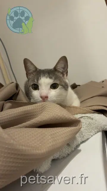 chat lost   21120 Is-sur-Tille Kumo