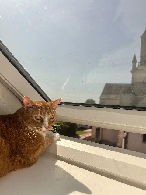 chat lost   21130 Athée Leon