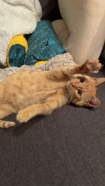 chat lost   21250 Pagny-le-Château Lino