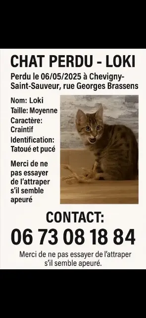 chat lost   21800 Chevigny-Saint-Sauveur Loki