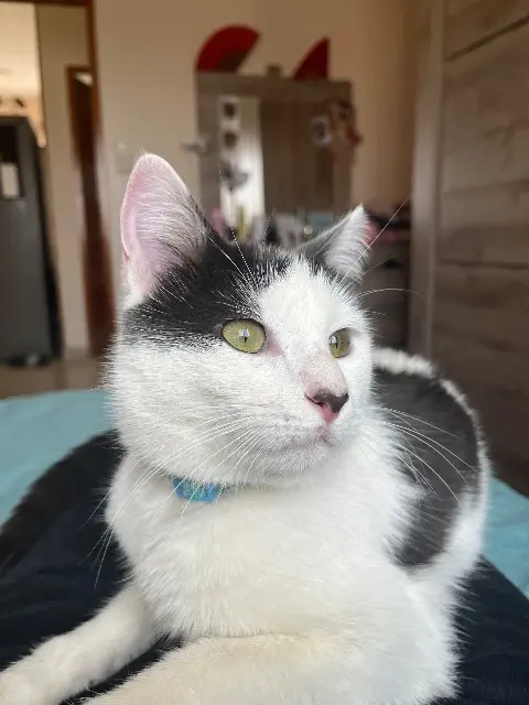 chat lost   21600 Fénay Loky