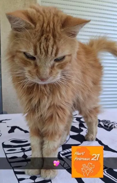 chat lost   21130 Auxonne Luffy