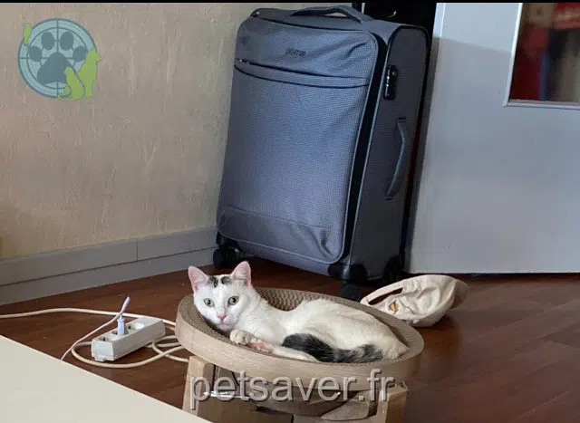 cat lost 21240 Talant Micha cat lost 21240 Talant Micha