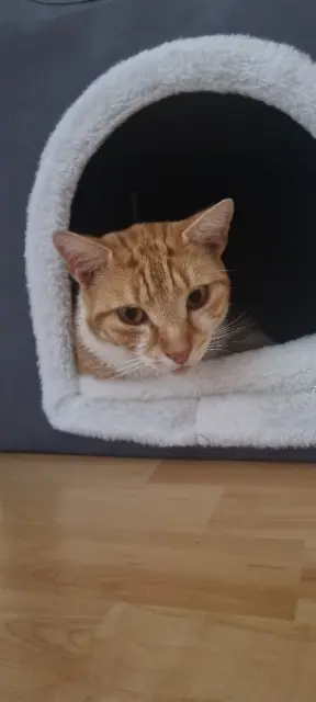 chat lost   21200 Bligny-lès-Beaune Mimi
