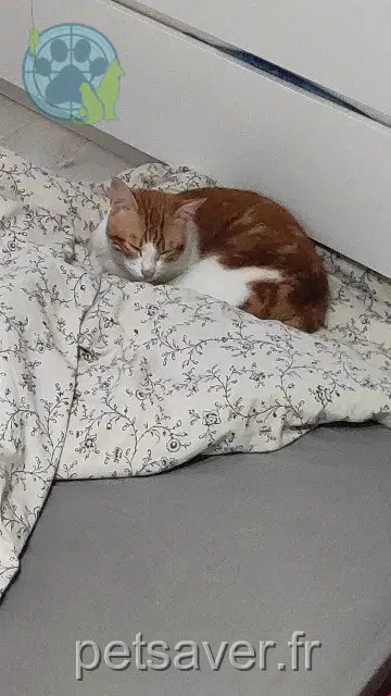 chat lost 21440 Vaux-Saules Mimi