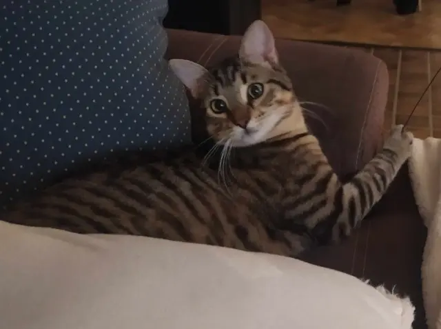 chat lost   21360 Bouhey Monty