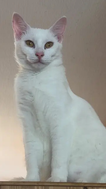 chat lost   21800 Neuilly-Crimolois Moogly