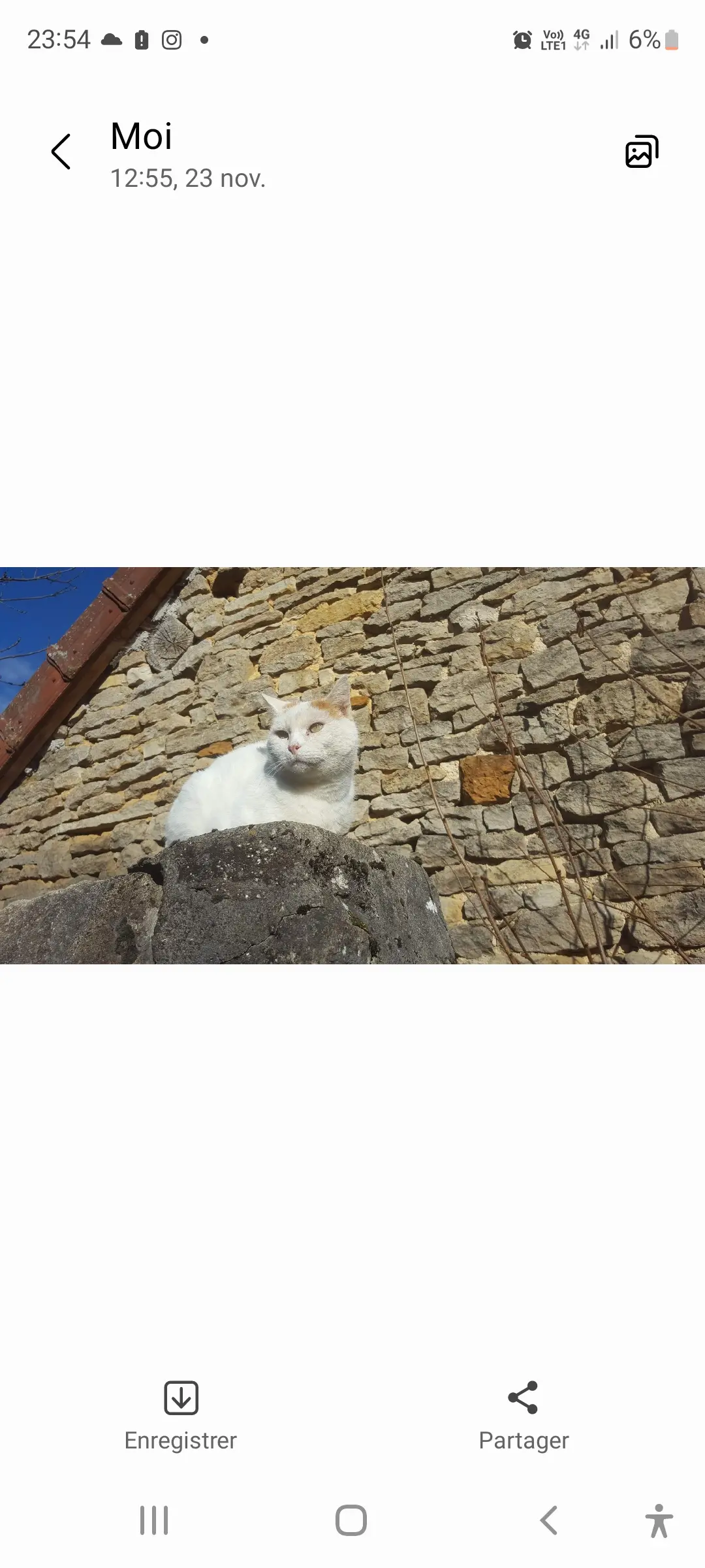 Chat Perdu 21 Côte-d'Or - Nougat Chat Perdu 21 Côte-d'Or - Nougat