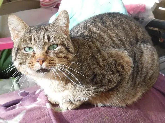 chat lost   21140 Semur-en-Auxois Nénuphar